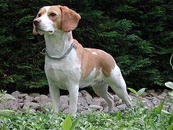 Beagle